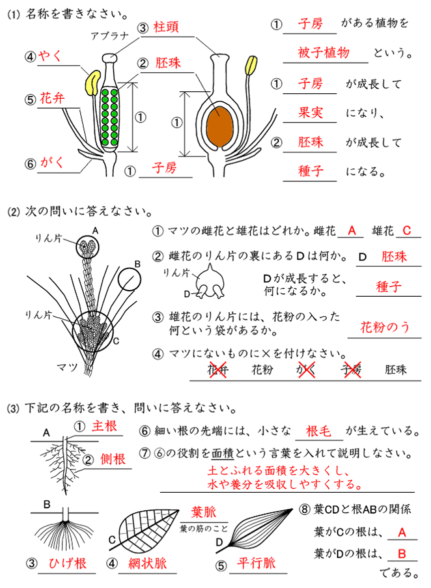 中学生理科の絵題ドリルのサンプル